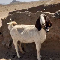 دوراس بز زائیده