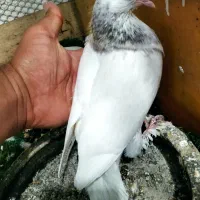 ۵ عدد کبوتر سرحال و پرشی