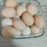 دستگاه جوجه کشی