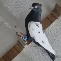 دوتا سینه نر پرشی  معاوضه با دورگ