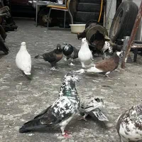 کبوتر کفتر