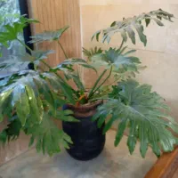 باغبانی و درختکاری