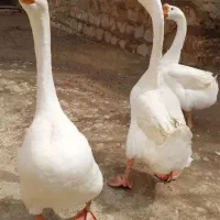 تخم قوغاز چینی