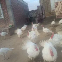 بوقلمون