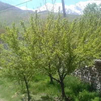 زمین کشاورزی روستای نصرت آباد
