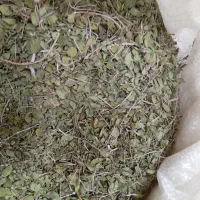 آویشن|خوردنی و آشامیدنی|شیراز, بعثت|دیوار