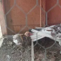 کبوتر پرشی همراه ی جوجه