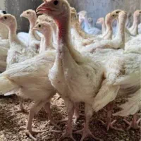 جوجه بوقلمون بیوتی ۴۵ روزه