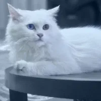 گربه پرشین ماده