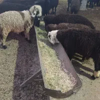 بره سبک