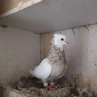 طوقی برتر