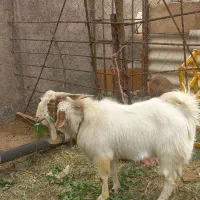 کره نر