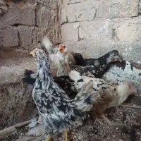 جوجه گلین خال دار