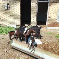 خرید گوسفند