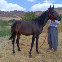 فروشی|اسب و تجهیزات اسب‌سواری|مهاباد (آذربایجان غربی), |دیوار