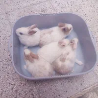 خرگوش لوپ