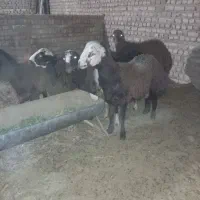 بره نرینه چاق