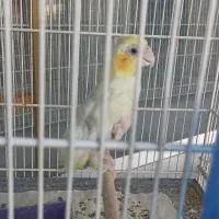 عروس هلندی
