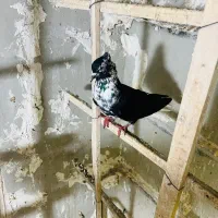 سینه باز دم تخت دم سفید ماده