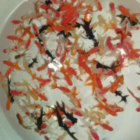 ماهی قرمز  گلدفیش کاشون