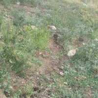 جوجه بوقلمون