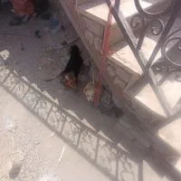 سگ نر