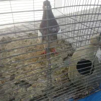 کبوتر|پرنده|مبارکه, |دیوار