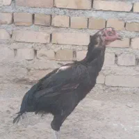 مرغ لاری