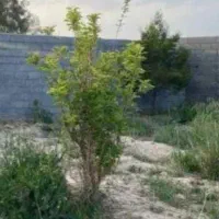 زمین فوق در روستای امیر اباد نو