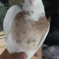 طوقی پالخت