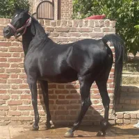 فروش چند رای اسب سیلمی