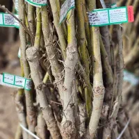 خرید نهال بلادی جونیو رویشی