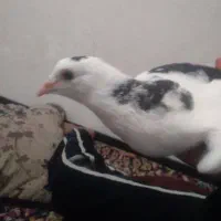 جوجه معلقی