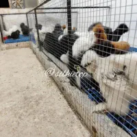 تخم مرغ نطفه دار انواع مرغ و خروس زینتی