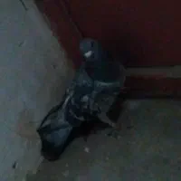 سبز
