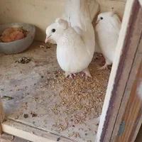 کبوتر