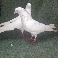 کبوتر پرشی