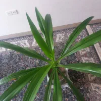گل سوسن|گل و گیاه طبیعی|حمیدیا, |دیوار