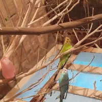 مرغ عشق|پرنده|اهواز, معین زاده|دیوار