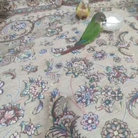 گرینچک خوشگل و بازیگوش