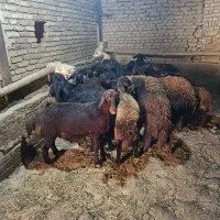 بره ماده قزل افشار