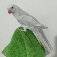 ملنگو جفت سیلور