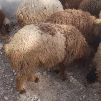 بره نر|حیوانات مزرعه|رامشیر, |دیوار