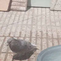 هفت رنگ دم سفید
