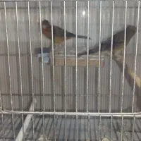 جفت قناری سرخ درشت