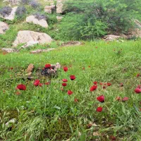 زمین کشاورزی