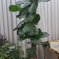 لیراتا،گوش گرگی،اگلونما برفی،شفلرا ابلق،پتوس