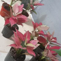 حراج گل