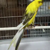 قناری رسمی بلند/موزائیکی/سوخته/آگات