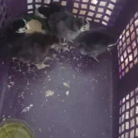 بقلمون یک هفته ایی